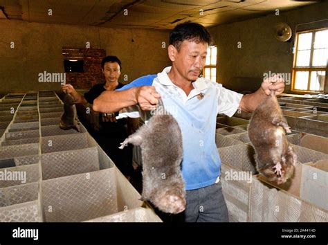 are there rats in china
